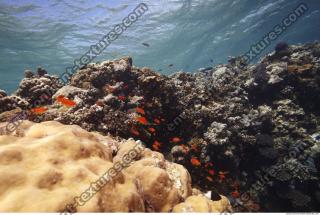 Photo Reference of Coral Sudan Undersea 0040